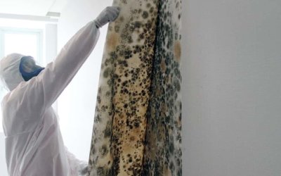 How do you know if you need expert mould removal?